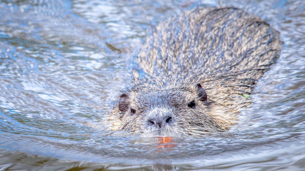 Ein Nutria in einem Gewässer Mecklenburg-Vorpommerns. Foto: Büttner/dpa