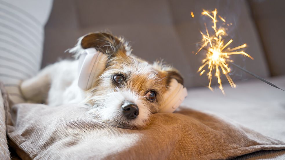 Hunde und Silvester – das wird wohl nie eine Liebesgeschichte. Foto: Sonja Rachbauer/stock.adobe.com