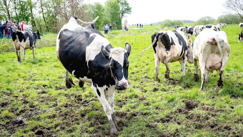 In Ostfriesland werden Kühe nach dem Winter auf die Weide getrieben. Foto: Schuldt/DPA