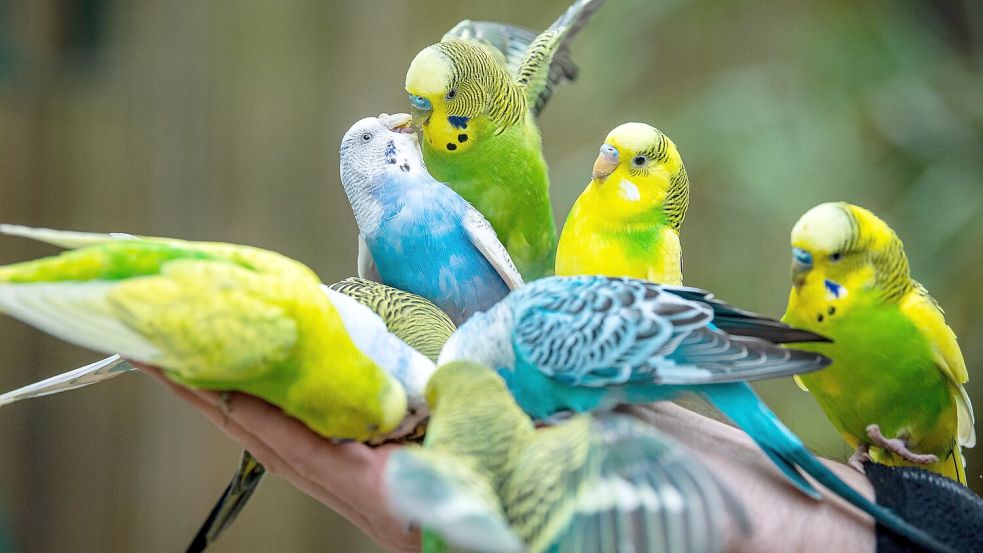 Ziervögel wie etwa Wellensittiche können Züchter in Hesel tauschen oder kaufen. Symbolfoto: Schuldt/dpa