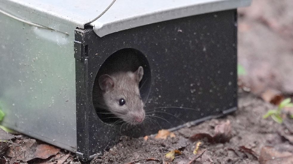 Eine Ratte schaut aus der Öffnung einer Köderbox. Rattengift muss auch von Privatpersonen fachgerecht ausgebracht werden. Foto: Brandt/DPA