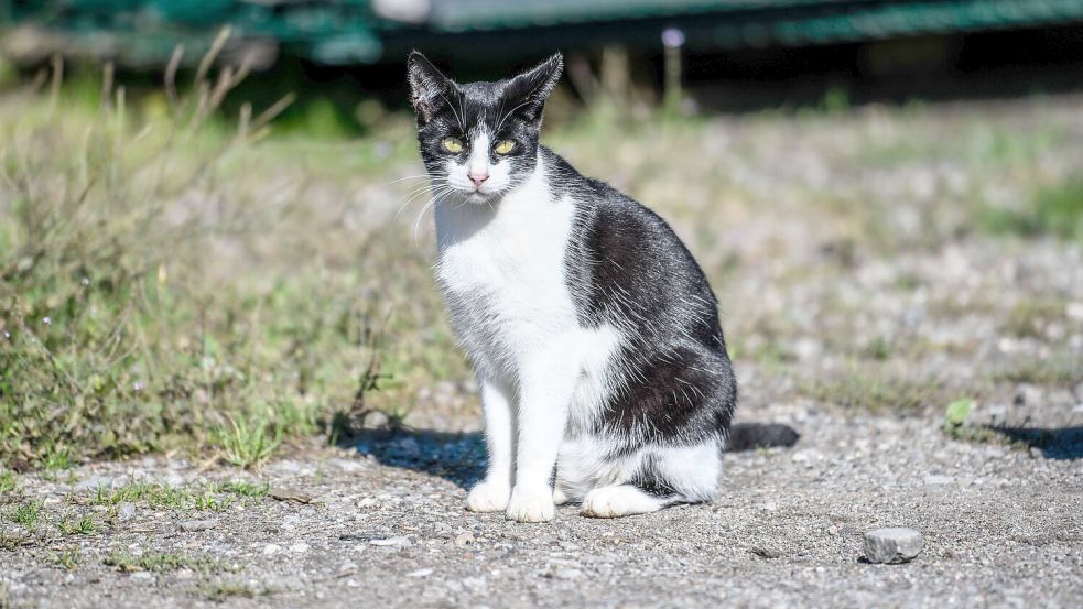 Viele Katzen, die draußen auf sich gestellt sind, brauchen Hilfe und medizinische Versorgung. Foto: IMAGO/Markus Joosten