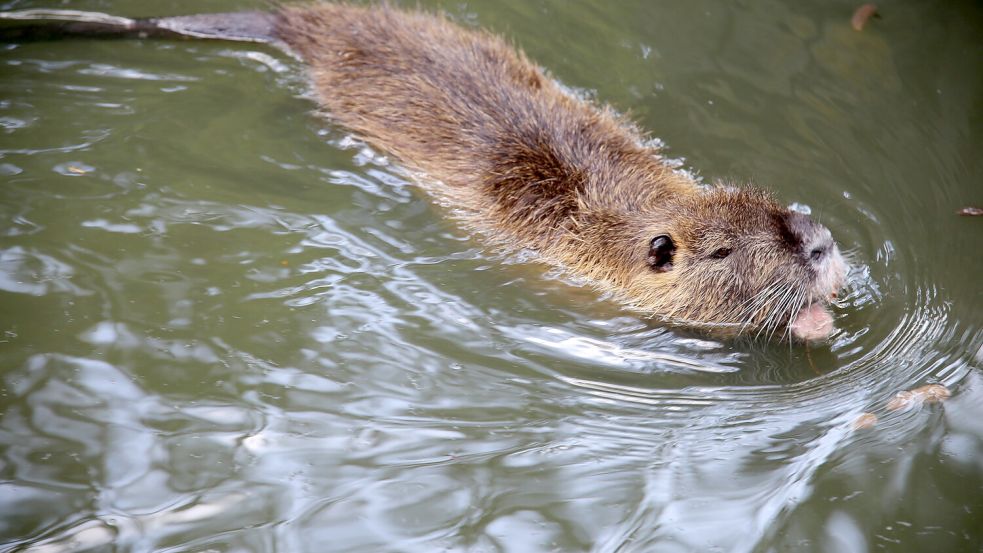 Im Wasser ist die Nutria in ihrem Element. Sie hat im Rheiderland keine natürlichen Feinde. Foto: Schulte