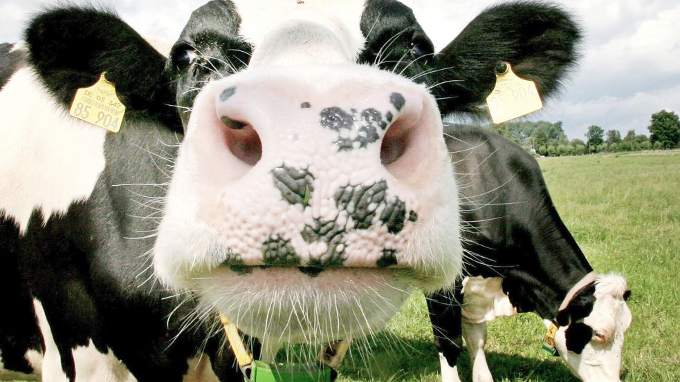 16 Prozent mehr land- und forstwirtschaftliche Flächen wurden 2024 in Ostfriesland gegenüber dem Vorjahr verkauft. Symbolfoto: DPA/Archiv