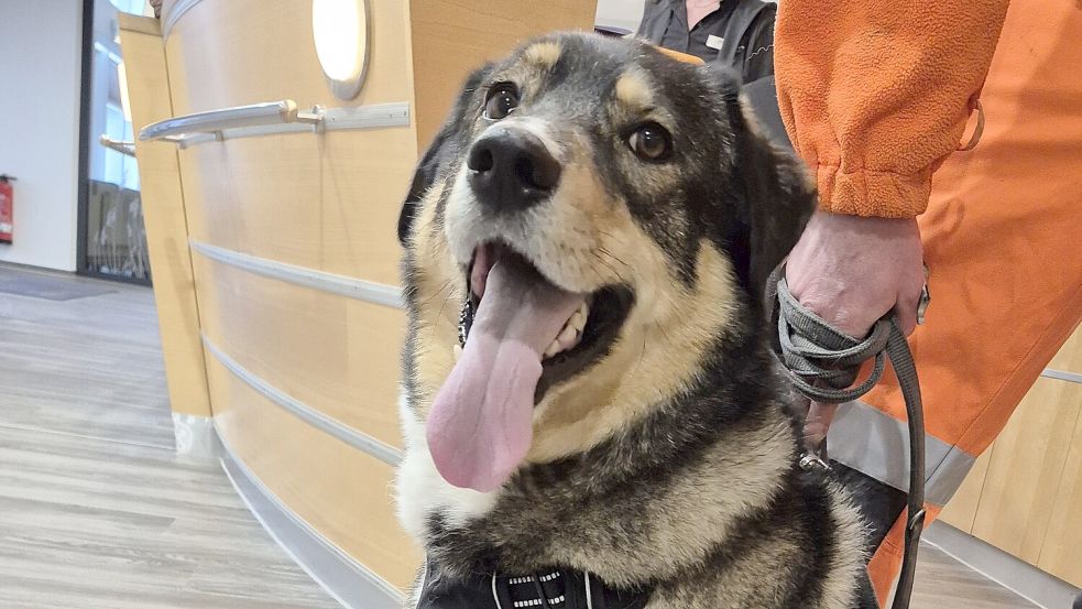 Dieser Hund spazierte am Freitagmorgen allein durch Carolinensiel. Foto: Ullrich